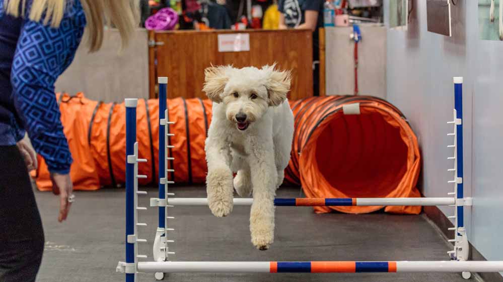 dog Agility training