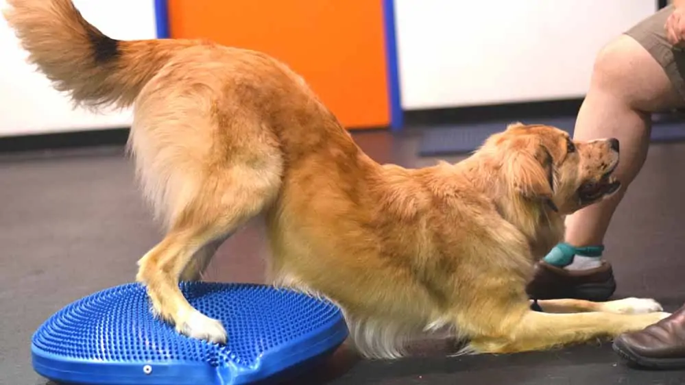 dog Enrichment Workshops