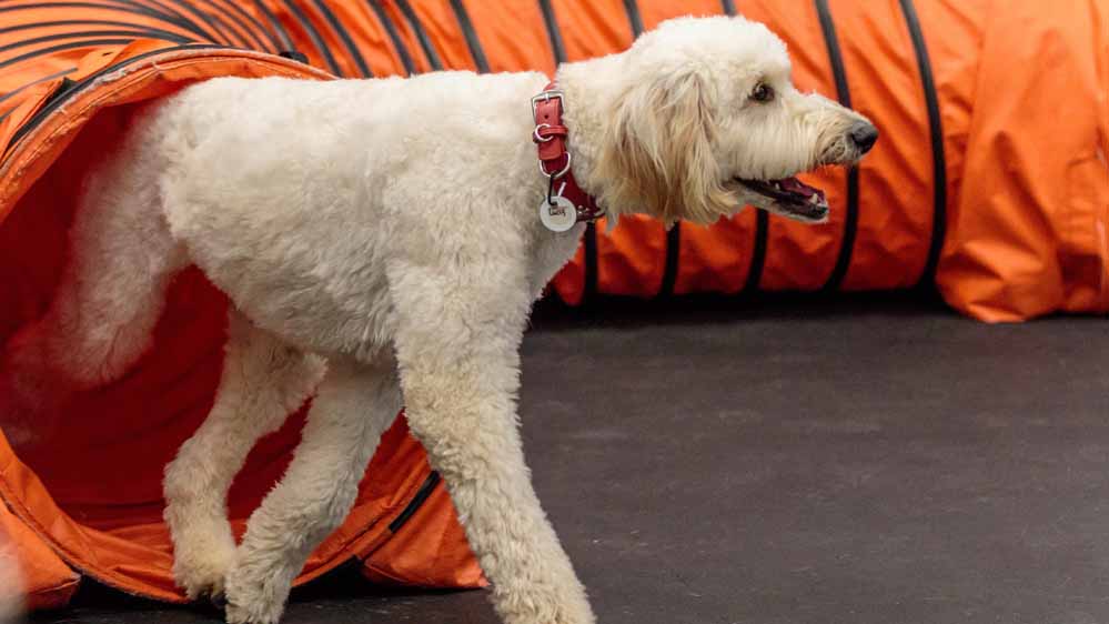 pupy obedience training