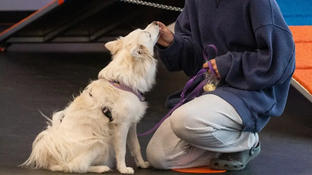 Dog Enrichment Workshops